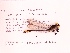  (Stylurus laurae - UMMZI-MOS0026374)  @11 [ ] c (2021) Jose Andres Cornell Univeristy- Department of Ecology and Evolutionary Biology