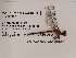  (Stylurus amnicola - UMMZI-MOS0030259)  @11 [ ] c (2021) Jose Andres Cornell Univeristy- Department of Ecology and Evolutionary Biology