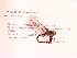  (Stylurus notatus - UMMZI-MOS0031169)  @11 [ ] c (2021) Jose Andres Cornell Univeristy- Department of Ecology and Evolutionary Biology