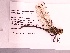  ( - UMMZI-MOS0033696)  @11 [ ] c (2021) Jose Andres Cornell Univeristy- Department of Ecology and Evolutionary Biology