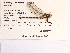  (Cordulegaster bilineata - UMMZI-MOS0034285)  @11 [ ] c (2021) Jose Andres Cornell Univeristy- Department of Ecology and Evolutionary Biology