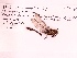 (Stylurus scudderi - UMMZI-MOS0034868)  @11 [ ] c (2021) Jose Andres Cornell Univeristy- Department of Ecology and Evolutionary Biology