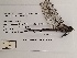  ( - UMMZI-MOS0035055)  @11 [ ] c (2021) Jose Andres Cornell Univeristy- Department of Ecology and Evolutionary Biology