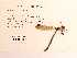  ( - UMMZI-MOS0036815)  @11 [ ] c (2021) Jose Andres Cornell Univeristy- Department of Ecology and Evolutionary Biology
