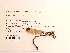  ( - UMMZI-MOS0036925)  @11 [ ] c (2021) Jose Andres Cornell Univeristy- Department of Ecology and Evolutionary Biology