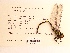  (Cordulegaster erronea - UMMZI-MOS0036933)  @11 [ ] c (2021) Jose Andres Cornell Univeristy- Department of Ecology and Evolutionary Biology