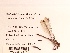  ( - UMMZI-UMMZI-00266017)  @11 [ ] c (2021) Jose Andres Cornell Univeristy- Department of Ecology and Evolutionary Biology