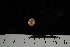  (Brisingidae - JR275_10.7)  @13 [ ] CreativeCommons - Attribution Non-Commercial Share-Alike (2012) Huw Griffiths British Antarctic Survey