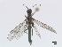  ( - DEI-GISHym4831)  @13 [ ] Copyright (2010) Senckenberg Deutsches Entomologisches Institut Senckenberg Deutsches Entomologisches Institut