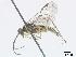  ( - DEI-GISHym4878)  @13 [ ] Copyright (2010) Senckenberg Deutsches Entomologisches Institut Senckenberg Deutsches Entomologisches Institut
