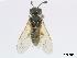  ( - DEI-GISHym4951)  @13 [ ] Copyright (2010) Senckenberg Deutsches Entomologisches Institut Senckenberg Deutsches Entomologisches Institut