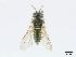  ( - DEI-GISHym4959)  @13 [ ] Copyright (2010) Senckenberg Deutsches Entomologisches Institut Senckenberg Deutsches Entomologisches Institut
