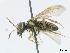  ( - DEI-GISHym4957)  @13 [ ] Copyright (2010) Senckenberg Deutsches Entomologisches Institut Senckenberg Deutsches Entomologisches Institut