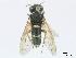  ( - DEI-GISHym4943)  @12 [ ] Copyright (2010) Senckenberg Deutsches Entomologisches Institut Senckenberg Deutsches Entomologisches Institut