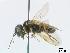  ( - DEI-GISHym4943)  @12 [ ] Copyright (2010) Senckenberg Deutsches Entomologisches Institut Senckenberg Deutsches Entomologisches Institut
