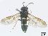  ( - DEI-GISHym4941)  @13 [ ] Copyright (2010) Senckenberg Deutsches Entomologisches Institut Senckenberg Deutsches Entomologisches Institut