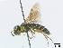  ( - DEI-GISHym4934)  @13 [ ] Copyright (2010) Senckenberg Deutsches Entomologisches Institut Senckenberg Deutsches Entomologisches Institut