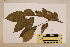  (Mallotus polyadenos - CNS_CC_6075_A5)  @11 [ ] Copyright (2010) Australia Tropical Herbarium CSIRO, Queensland Government and James Cook University