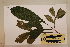  ( - CNS_CC_6076_B10)  @11 [ ] Copyright (2010) Australia Tropical Herbarium CSIRO, Queensland Government and James Cook University