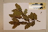  (Xanthophyllum octandrum - CNS_CC_6077_B5)  @11 [ ] Copyright (2010) Australia Tropical Herbarium CSIRO, Queensland Government and James Cook University