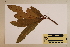  (Darlingia - CNS_CC_6077_A12)  @11 [ ] Copyright (2010) Australia Tropical Herbarium CSIRO, Queensland Government and James Cook University