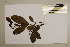  (Buckinghamia - CNS_CC_6077_E6)  @11 [ ] Copyright (2010) Australia Tropical Herbarium CSIRO, Queensland Government and James Cook University