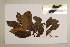  (Cryptocarya angulata - CNS_CC_6077_E1)  @11 [ ] Copyright (2010) Australia Tropical Herbarium CSIRO, Queensland Government and James Cook University