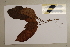  ( - CNS_CC_6077_D10)  @11 [ ] Copyright (2010) Australia Tropical Herbarium CSIRO, Queensland Government and James Cook University