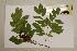  ( - CNS_CC_6079_H11)  @11 [ ] Unspecified (default): All Rights Reserved  Australia Tropical Herbarium Unspecified