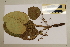  (Endospermum myrmecophilum - CNS_CC_6077_F9)  @11 [ ] Copyright (2010) Australia Tropical Herbarium CSIRO, Queensland Government and James Cook University