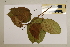  (Omphalea - CNS_CC_6077_F11)  @11 [ ] Copyright (2010) Australia Tropical Herbarium CSIRO, Queensland Government and James Cook University