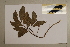  (Canarium australasicum - CNS_CC_6077_F4)  @11 [ ] Copyright (2010) Australia Tropical Herbarium CSIRO, Queensland Government and James Cook University