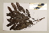  (Lomatia - CNS_CC_6077_H5)  @11 [ ] Copyright (2010) Australia Tropical Herbarium CSIRO, Queensland Government and James Cook University