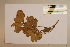  ( - CNS_CC_6077_G12)  @11 [ ] Copyright (2010) Australia Tropical Herbarium CSIRO, Queensland Government and James Cook University
