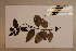  ( - CNS_CC_x01_G11)  @11 [ ] Copyright (2010) Australia Tropical Herbarium CSIRO, Queensland Government and James Cook University