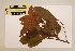  ( - CNS_CC_M_E6)  @11 [ ] Copyright (2010) Australia Tropical Herbarium CSIRO, Queensland Government and James Cook University