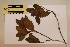  ( - CNS_CC_M_F5)  @11 [ ] Copyright (2010) Australia Tropical Herbarium CSIRO, Queensland Government and James Cook University