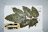  (Canarium vitiense - CNS_CC_P_6081_A10)  @11 [ ] Unspecified (default): All Rights Reserved  Australia Tropical Herbarium Unspecified
