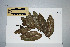  (Xanthophyllum - CNS_CC_M_C10)  @11 [ ] Unspecified (default): All Rights Reserved  Australia Tropical Herbarium Unspecified