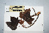  (Aleurites - CNS_CC_P_6081_H11)  @11 [ ] Unspecified (default): All Rights Reserved  Australia Tropical Herbarium Unspecified