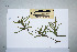  (Phyllanthus lamprophyllus - CNS_CC_P_6081_F10)  @11 [ ] Unspecified (default): All Rights Reserved  Australia Tropical Herbarium Unspecified