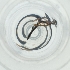  ( - BAYS_004_C7)  @11 [ ] by  Genome Research Ltd as Wellcome Sanger Institute Genome Research Limited operating as Wellcome Sanger Institute