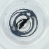  ( - BAYS_004_G6)  @11 [ ] by  Genome Research Ltd as Wellcome Sanger Institute Genome Research Limited operating as Wellcome Sanger Institute