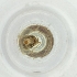 ( - BAYS_005_H1)  @11 [ ] by  Genome Research Ltd as Wellcome Sanger Institute Genome Research Limited operating as Wellcome Sanger Institute