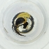  ( - BAYS_008_A5)  @11 [ ] by  Genome Research Ltd as Wellcome Sanger Institute Genome Research Limited operating as Wellcome Sanger Institute