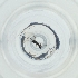  ( - BAYS_015_G5)  @11 [ ] by  Genome Research Ltd as Wellcome Sanger Institute Genome Research Limited operating as Wellcome Sanger Institute
