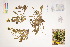  ( - CCDB-34695-D09)  @11 [ ] CreativeCommons - Attribution (2019) CBG Photography Group Centre for Biodiversity Genomics
