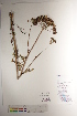  (Cnidium cnidiifolium - CCDB-34696-A05)  @11 [ ] CreativeCommons - Attribution (2019) CBG Photography Group Centre for Biodiversity Genomics