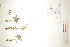  ( - CCDB-34696-B06)  @11 [ ] CreativeCommons - Attribution (2019) CBG Photography Group Centre for Biodiversity Genomics
