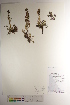  ( - CCDB-34696-B06)  @11 [ ] CreativeCommons - Attribution (2019) CBG Photography Group Centre for Biodiversity Genomics
